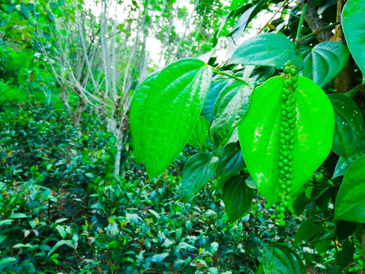 Bedda Eco Cottages Deniyaya Ngoại thất bức ảnh